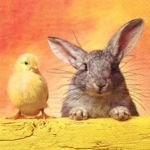 Chick and rabbit